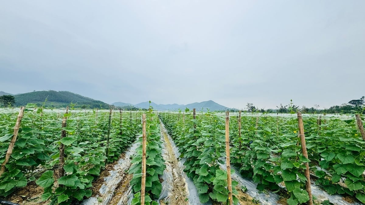 h5 152035 316 084059