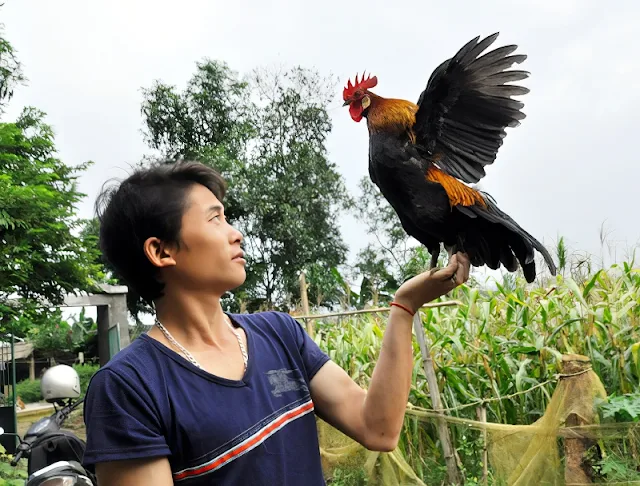 kinh nghiem thuan hoa va cham soc ga rung