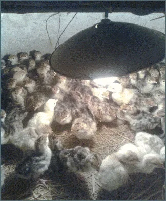 ky thuat chan nuoi ga tay huba thit 1