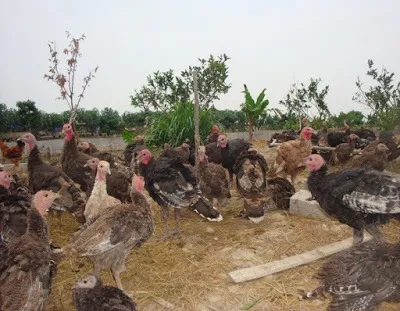 ky thuat chan nuoi ga tay huba thit 4