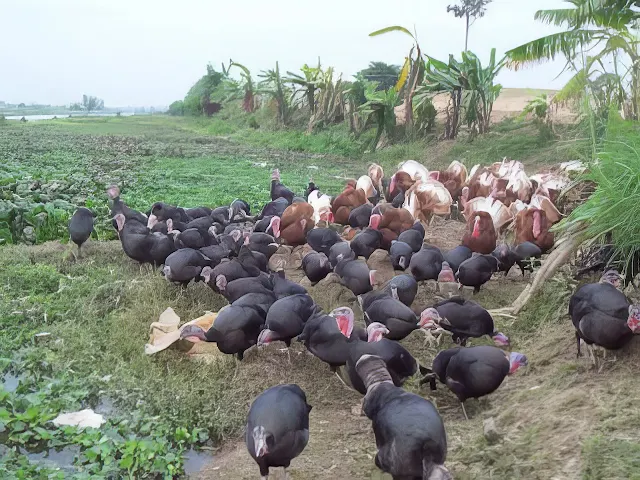 Kỹ thuật chăn nuôi gà tây Huba thịt