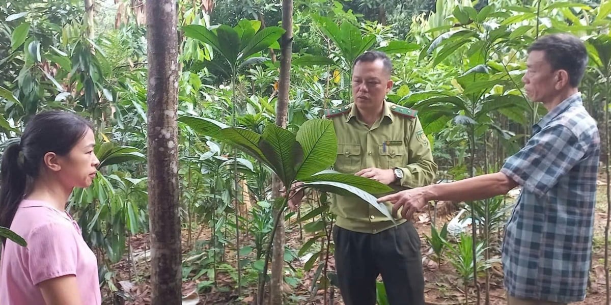 trong khoi nhung duoi tan rung que cay phu cho thu nhap chinh 104720 406 064258