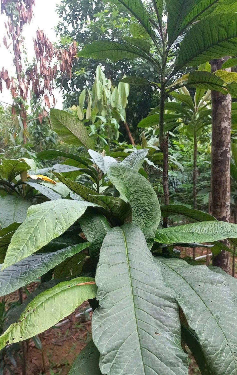 trong khoi nhung duoi tan rung que cay phu cho thu nhap chinh 104930 719 064259