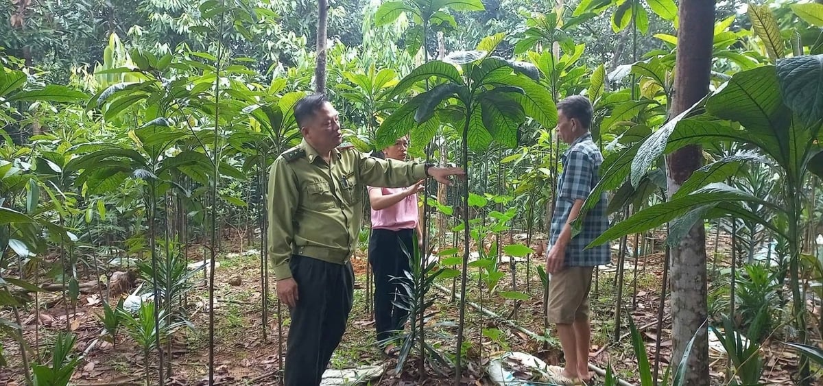 trong khoi nhung duoi tan rung que cay phu cho thu nhap chinh 105019 141 064259