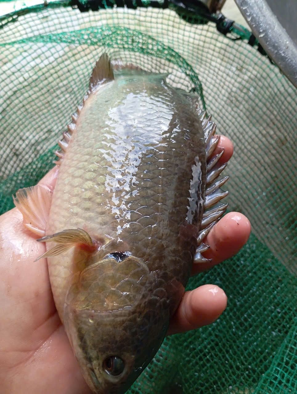 Hướng dẫn Kỹ thuật Cá Rô đầu vuông